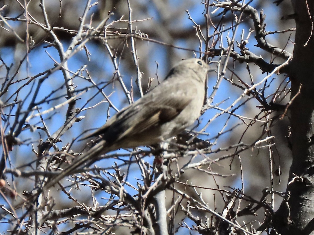 Townsend's Solitaire - ML527602871