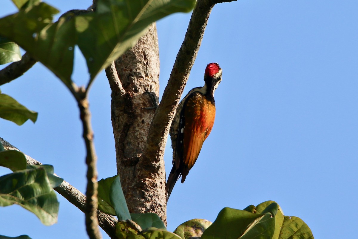 Greater/Common Flameback - ML527603401