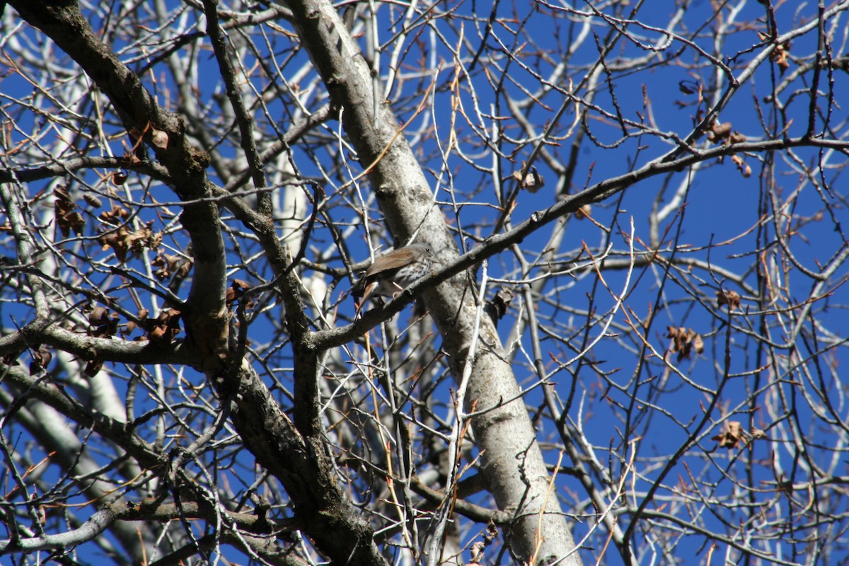 Fox Sparrow - ML52760451