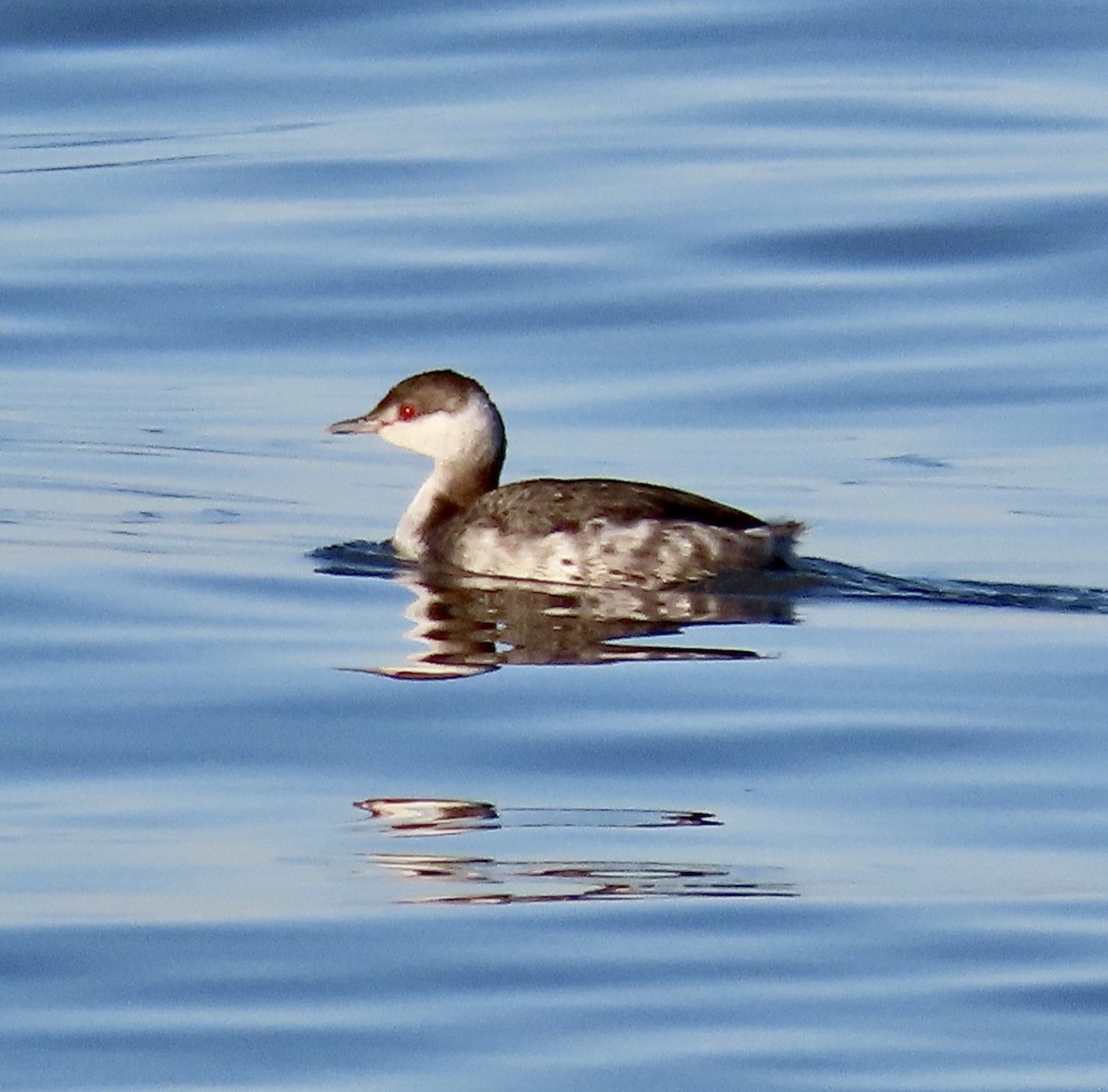 Horned Grebe - ML527604791