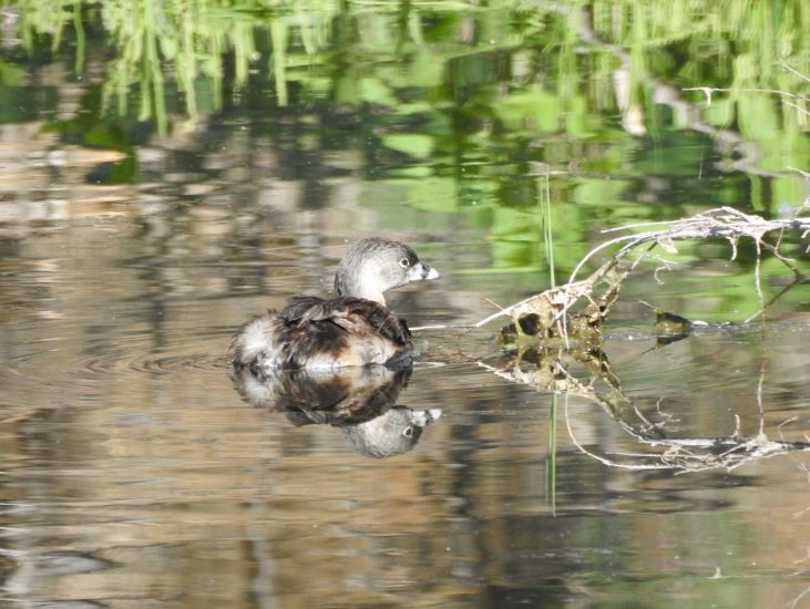 Pied-billed Grebe - Jeff and Allison Gross