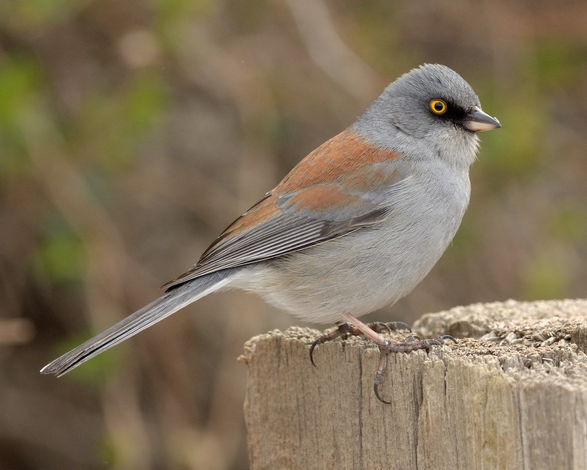 Yellow-eyed Junco - ML52760521