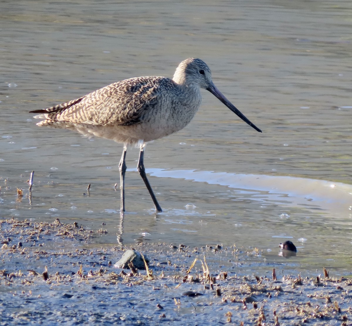 Marbled Godwit - ML527606331