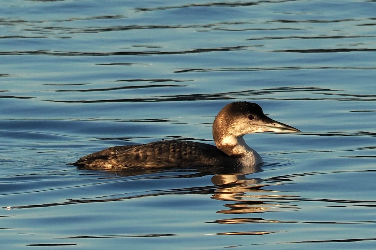 Common Loon - Donna Pomeroy