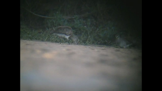 Hudsonian Godwit - ML527607991