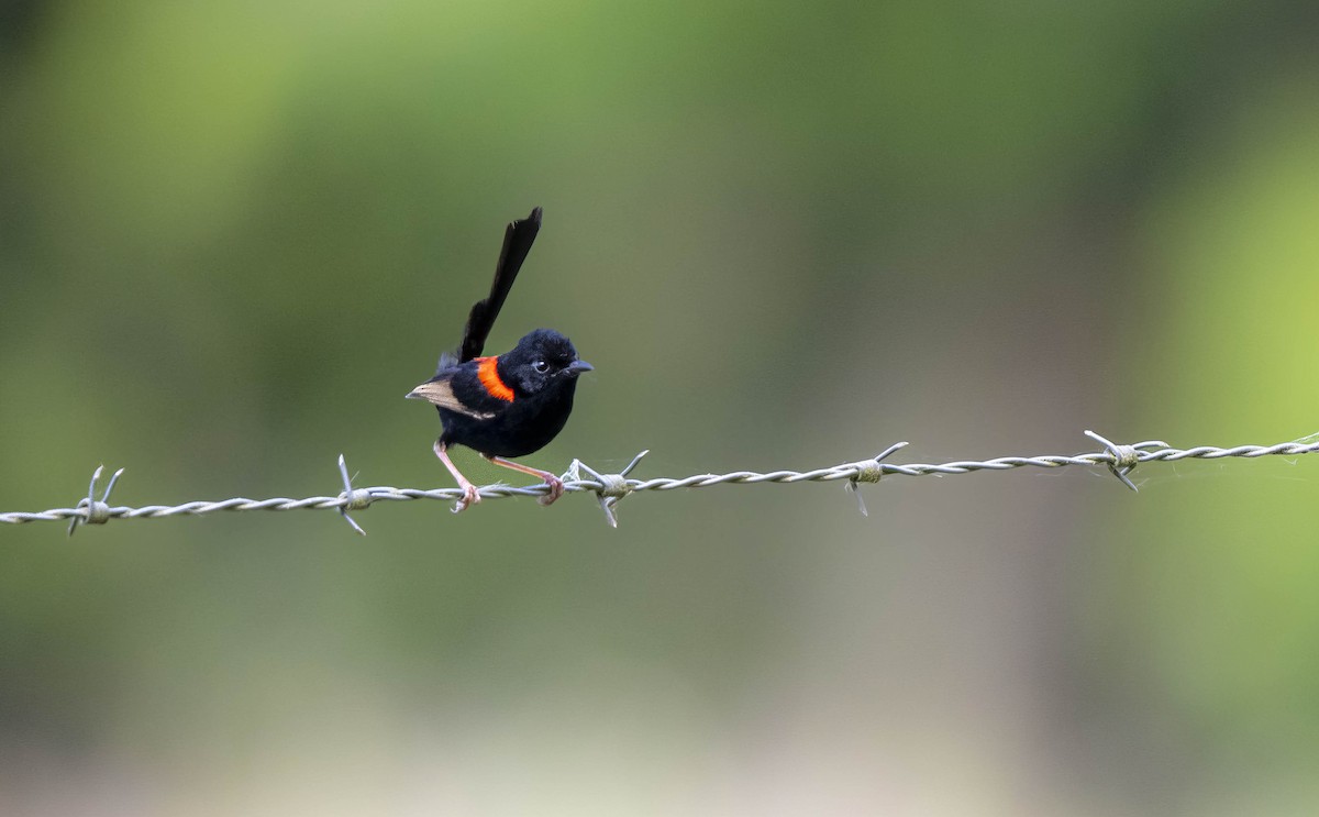 Red-backed Fairywren - ML527608341