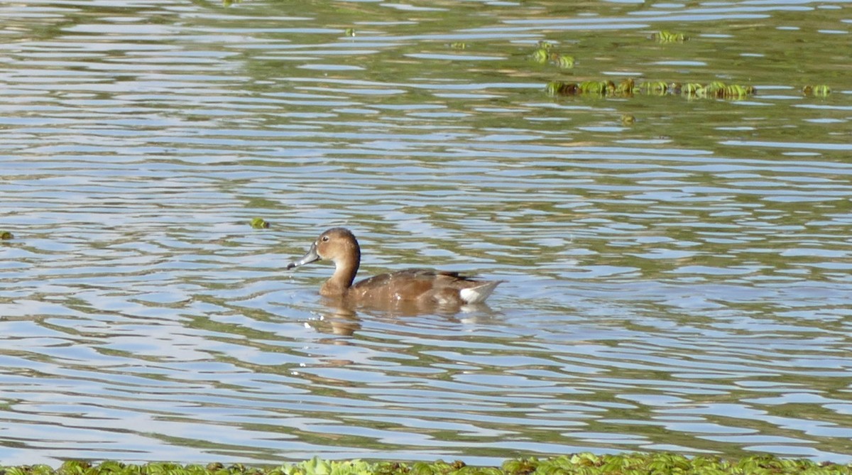 Rosy-billed Pochard - Andreas Hess