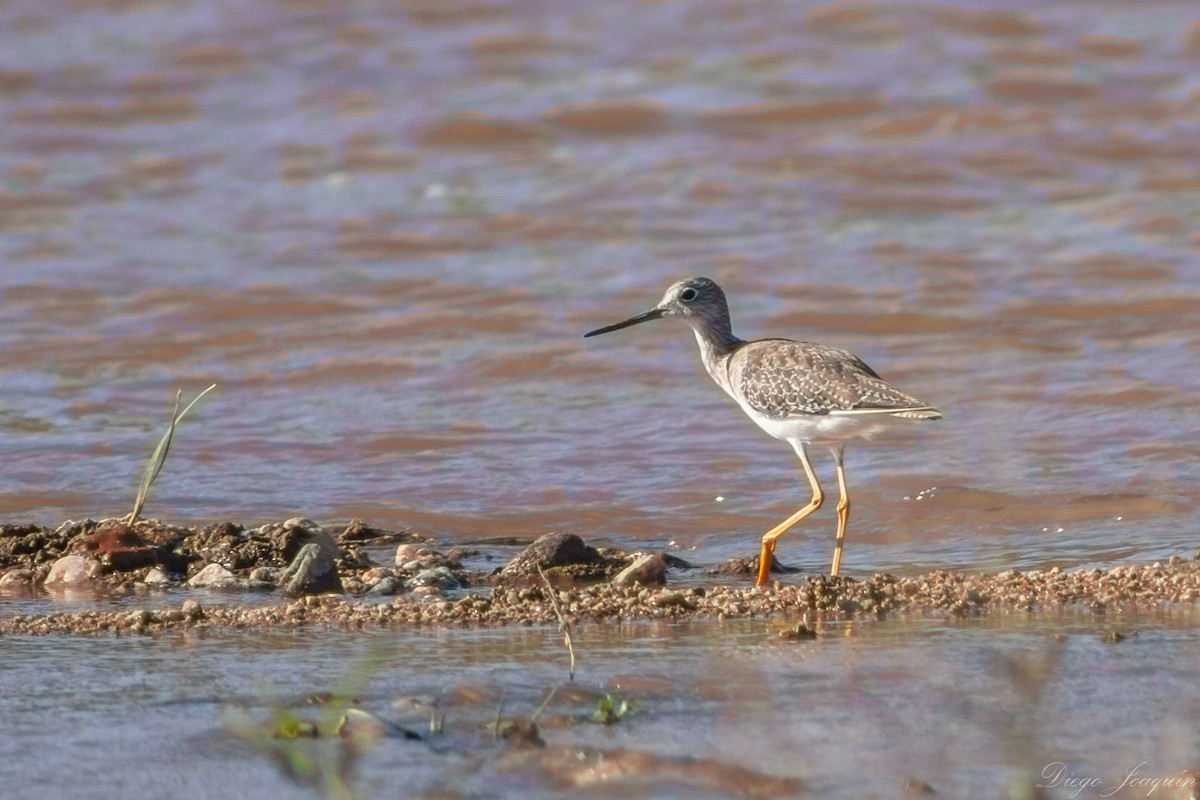 Greater Yellowlegs - Diego Joaquin Palacios romero