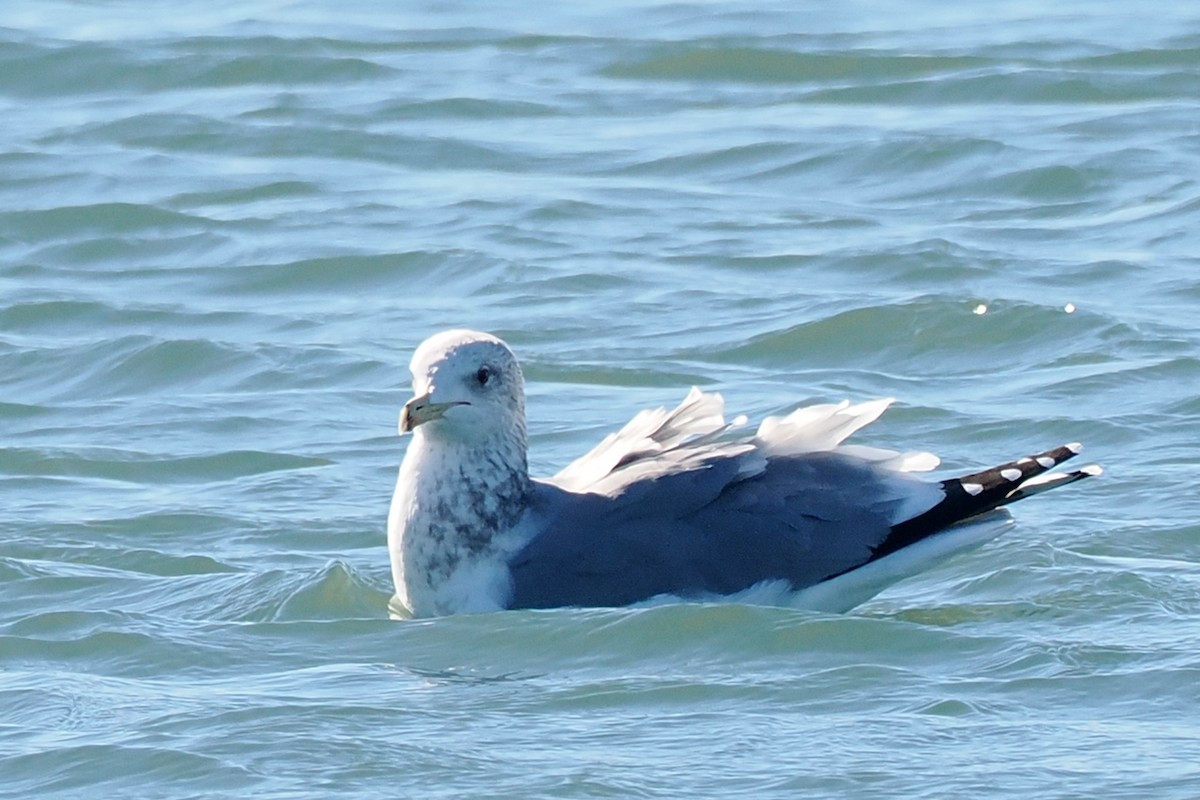 California Gull - Donna Pomeroy