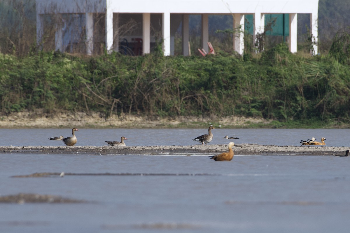 Graylag Goose - ML527610031