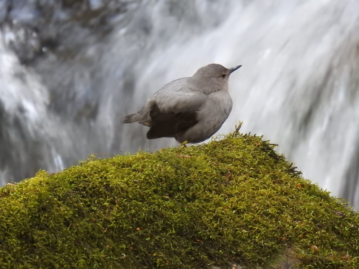 American Dipper - ML527610591