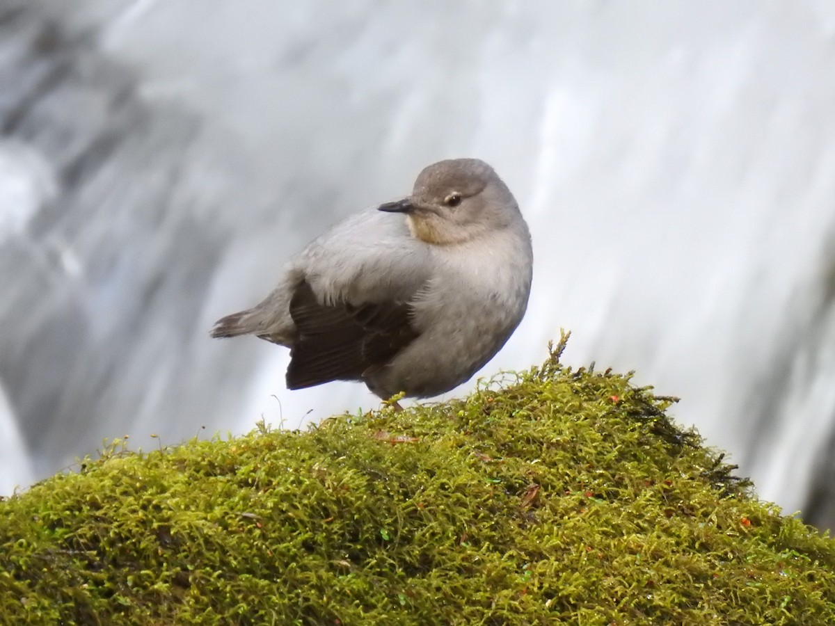 American Dipper - ML527610611