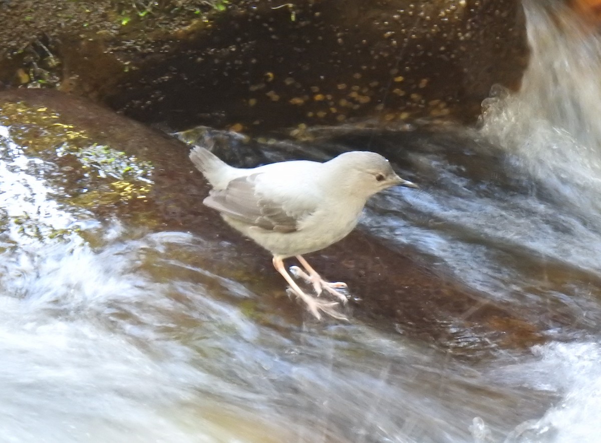 American Dipper - ML527610661