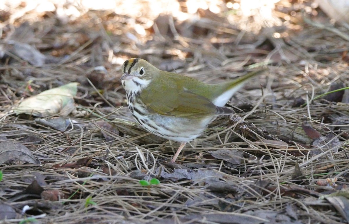 Ovenbird - ML527610881