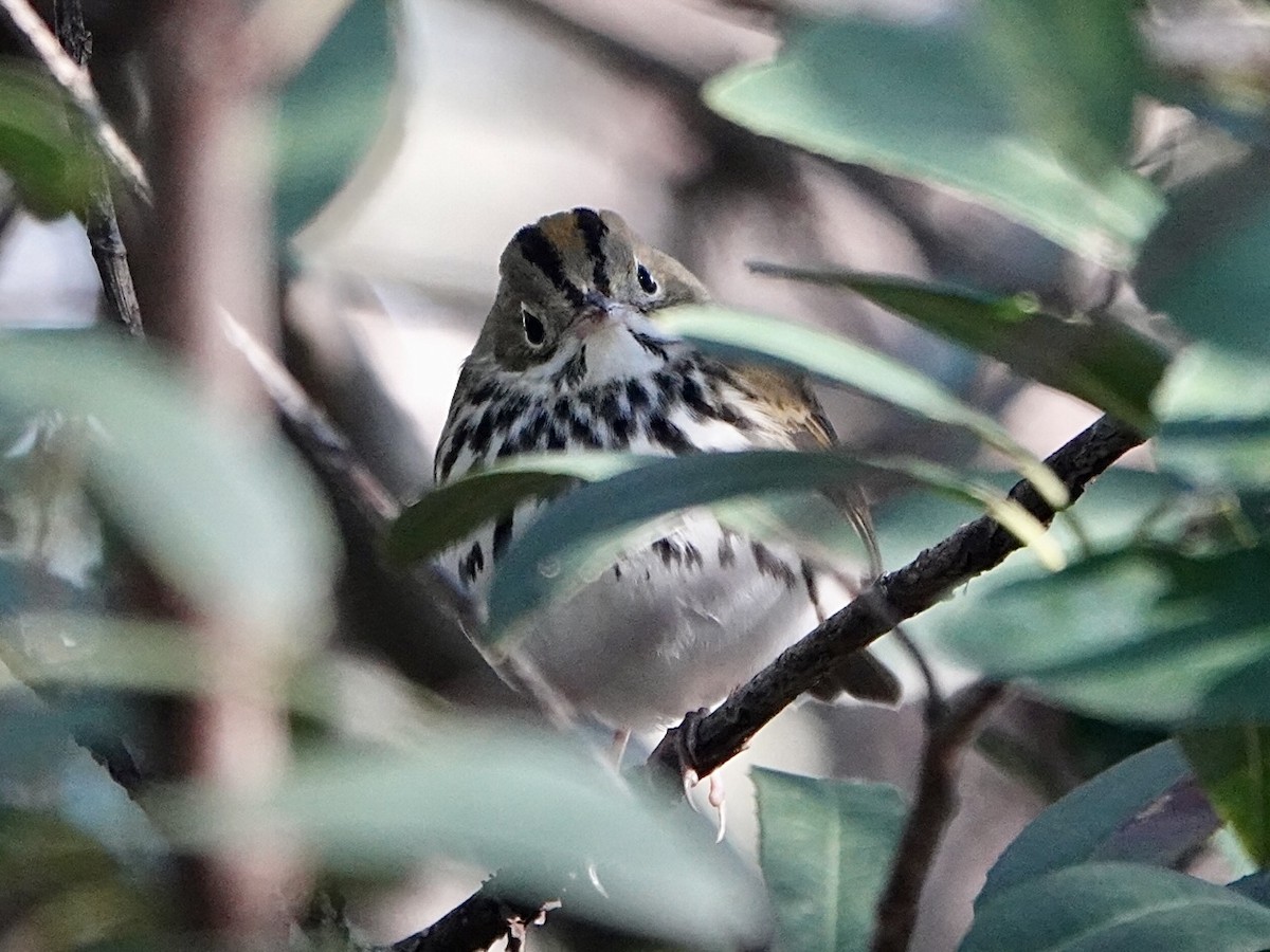 Ovenbird - Brian Daniels