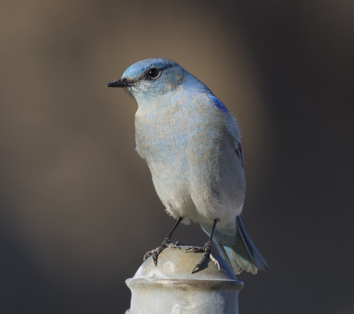 Mountain Bluebird - ML527612821