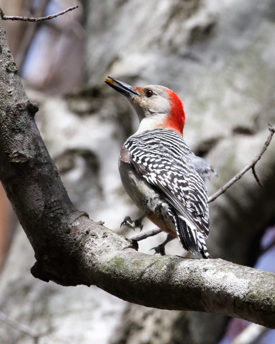Red-bellied Woodpecker - Tammie Vied Smith