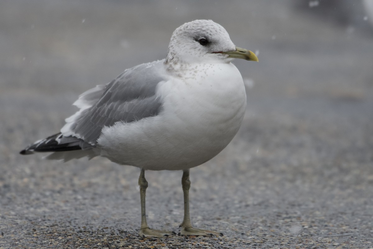 Common Gull (European) - ML527614181