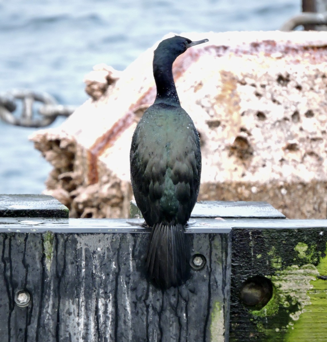 Pelagic Cormorant - ML527615821