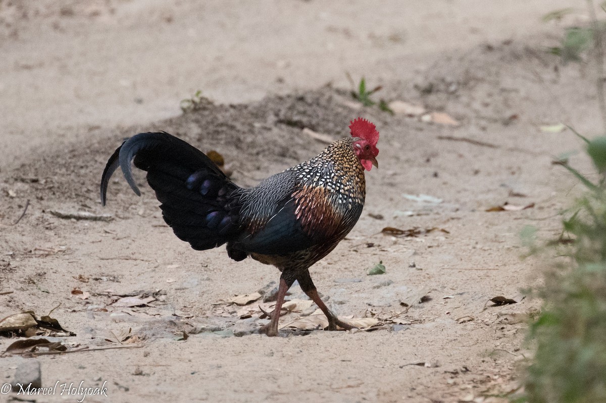 Gray Junglefowl - ML527616201