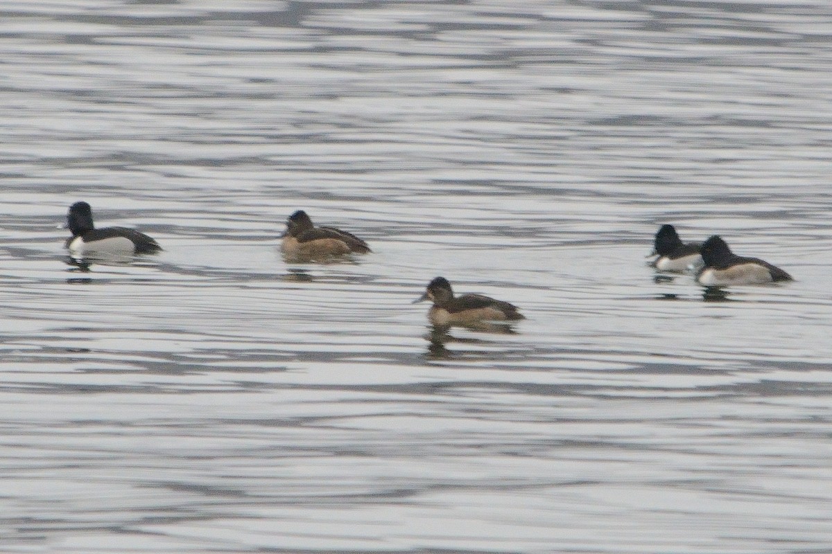 Ring-necked Duck - John Gordinier