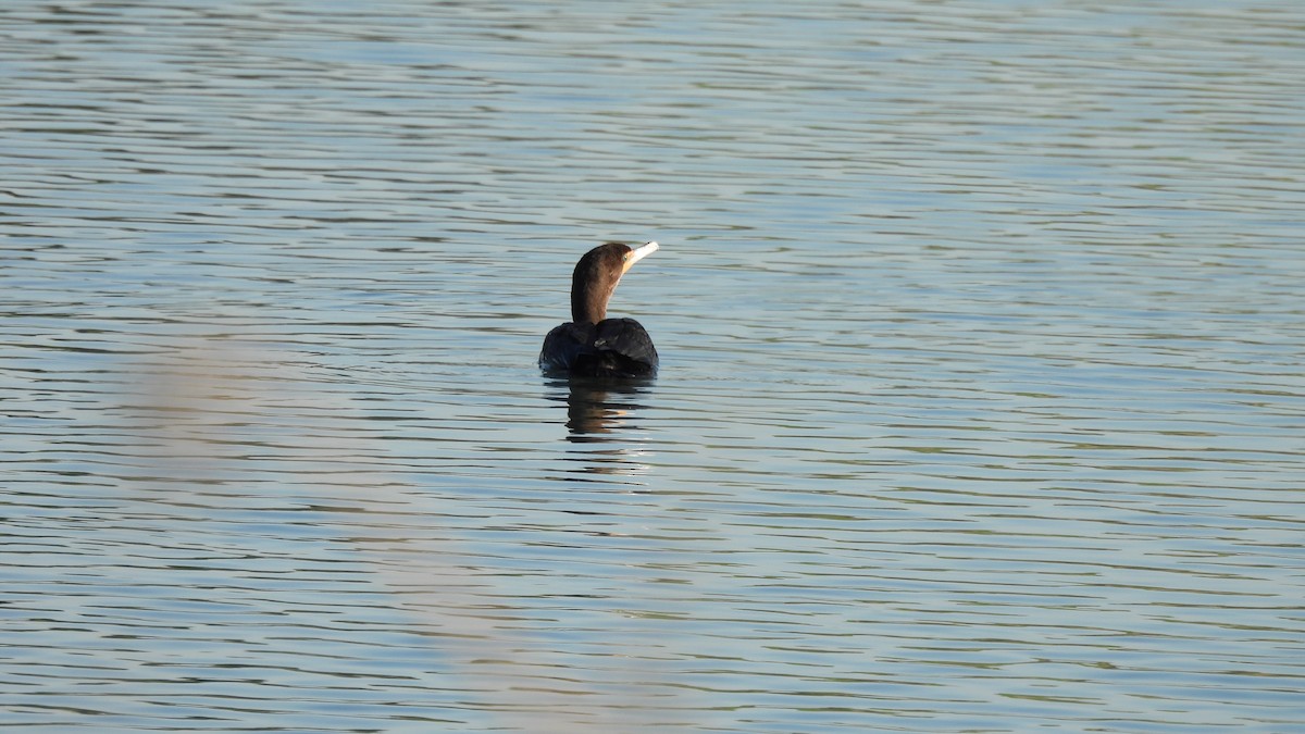 Cormoran à aigrettes - ML527616931