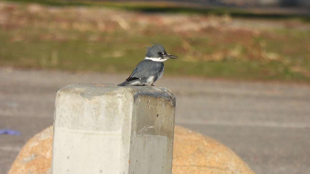 Belted Kingfisher - Karen Evans