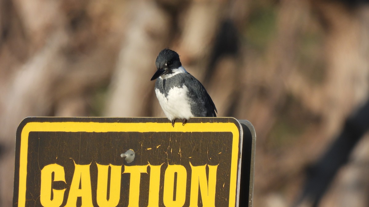 Belted Kingfisher - Karen Evans