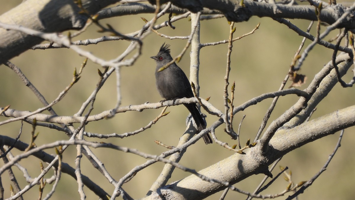 Phénopèple luisant - ML527618671