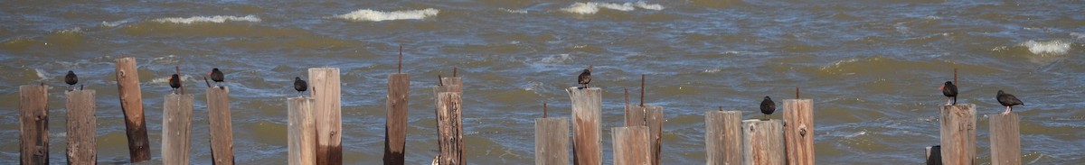 Black Oystercatcher - ML527618881