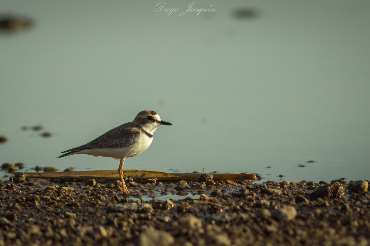 Collared Plover - ML527619281