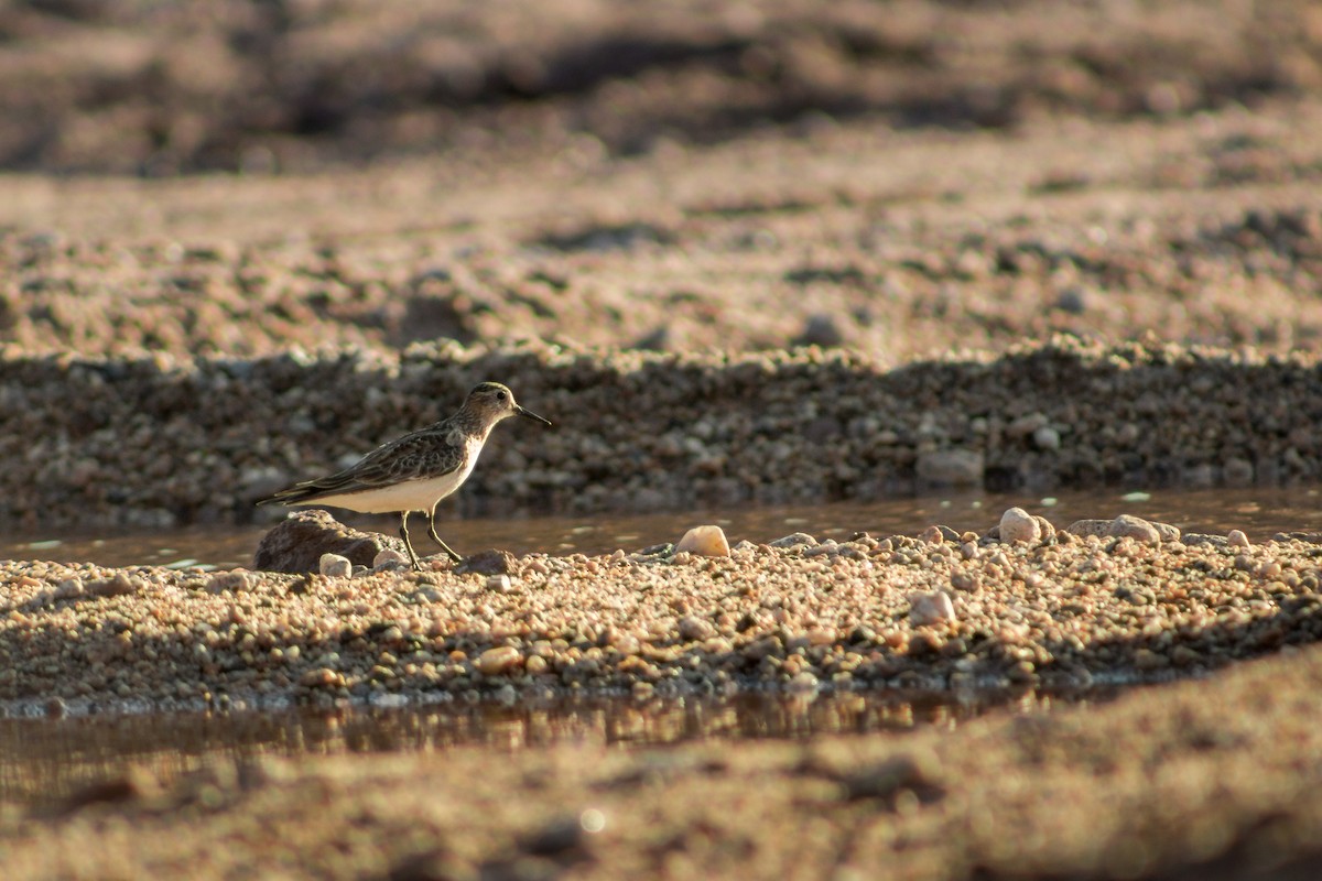 Baird's Sandpiper - ML527619351