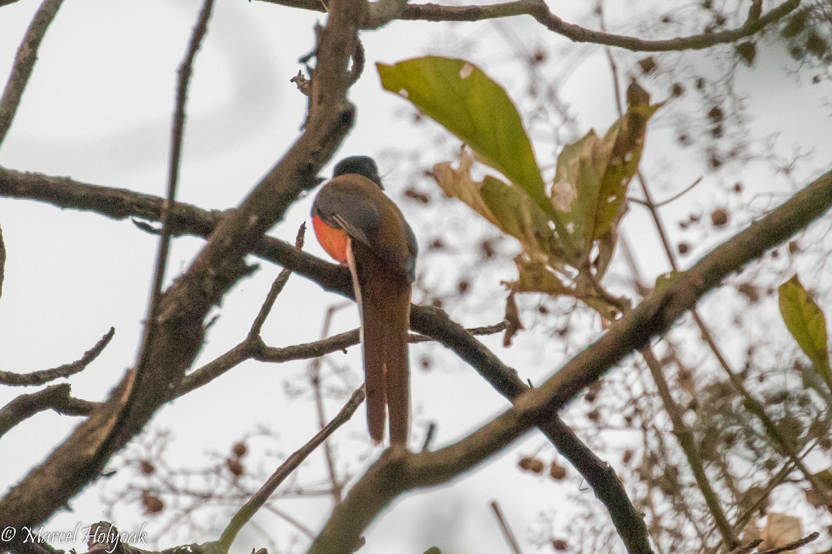 Malabar Trogon - Marcel Holyoak