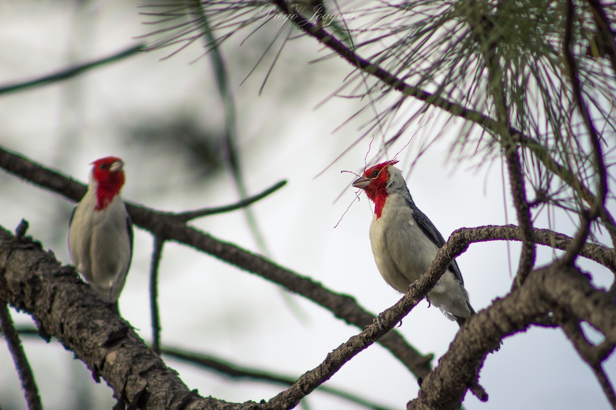 Red-crested Cardinal - ML527619741