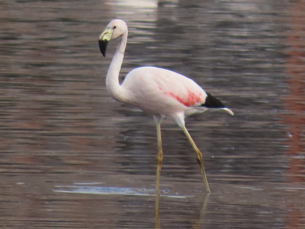 Andean Flamingo - ML527620921