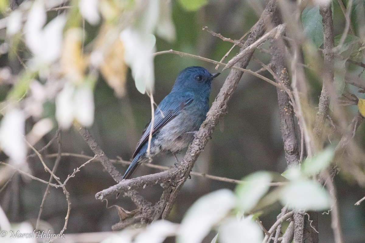 White-bellied Blue Flycatcher - ML527621511