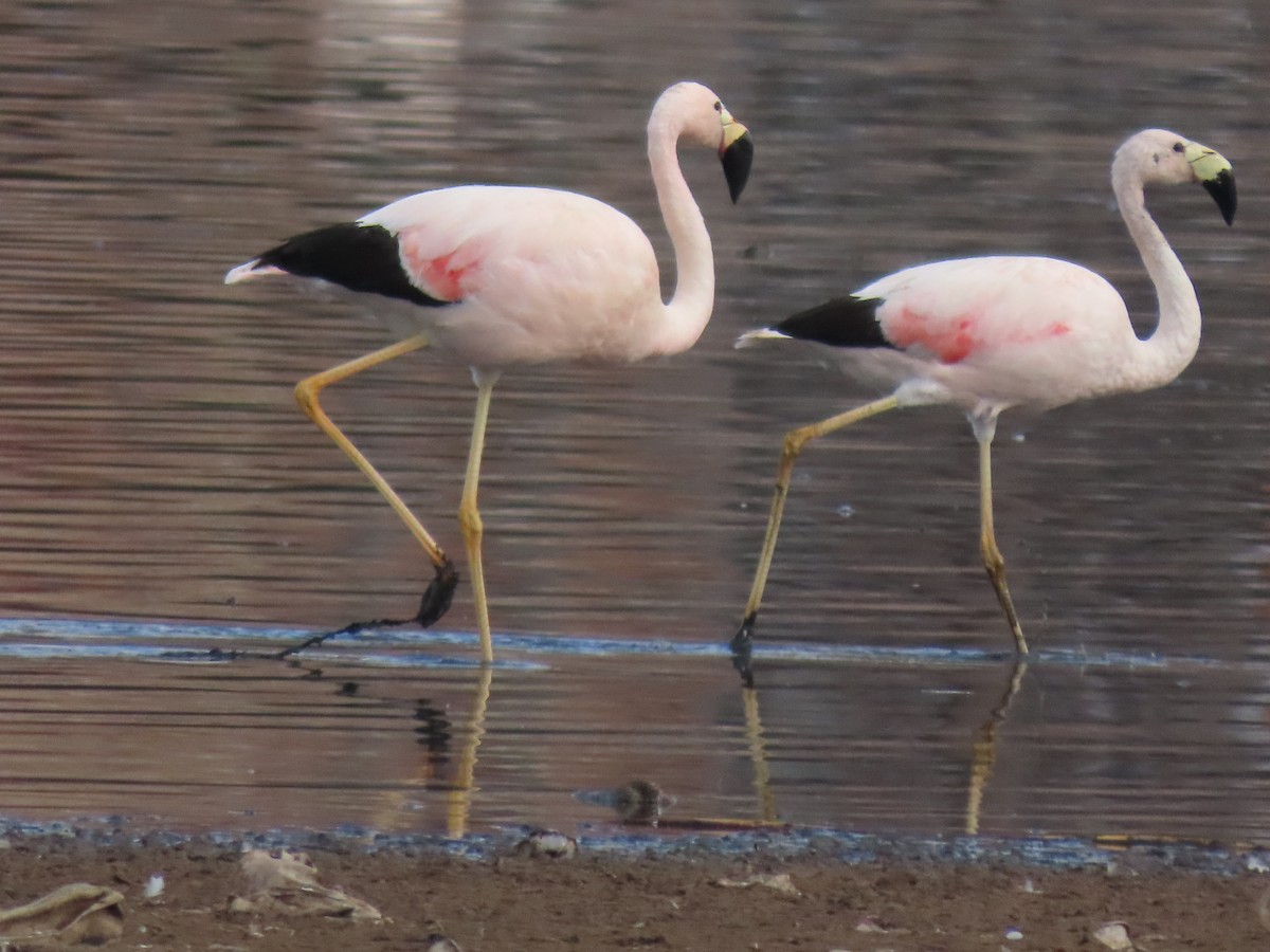 Andean Flamingo - ML527621741