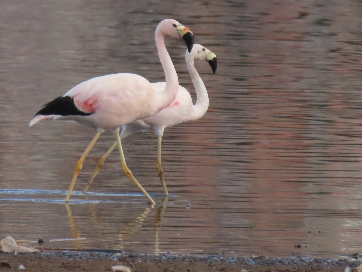 Andean Flamingo - ML527621841