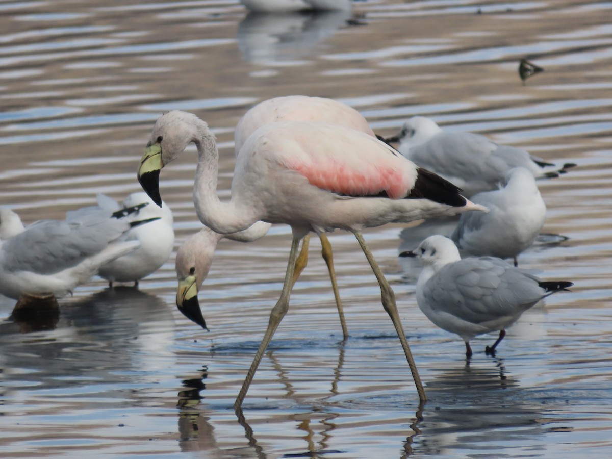 Andean Flamingo - ML527622021
