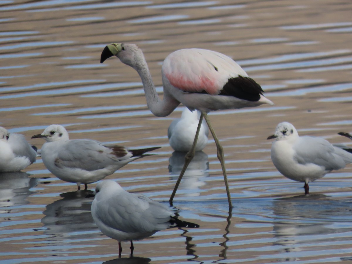 Andean Flamingo - ML527622031