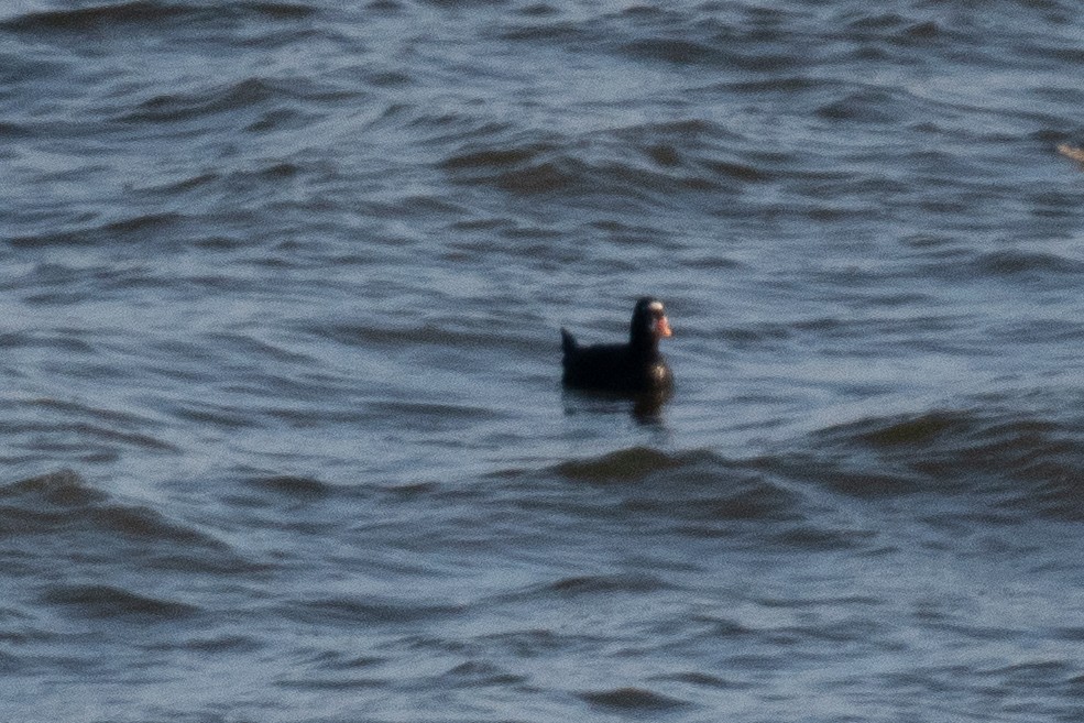 Surf Scoter - ML527622521