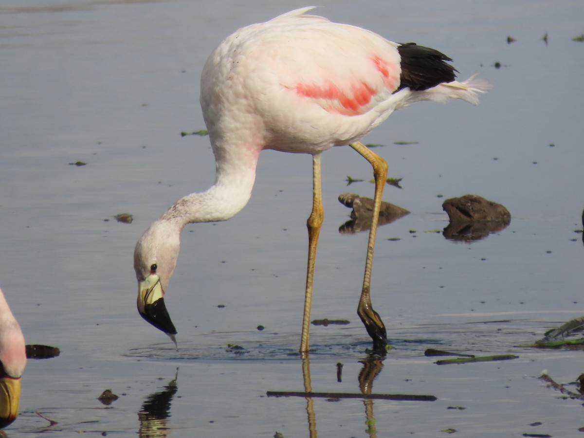 Andean Flamingo - ML527622611