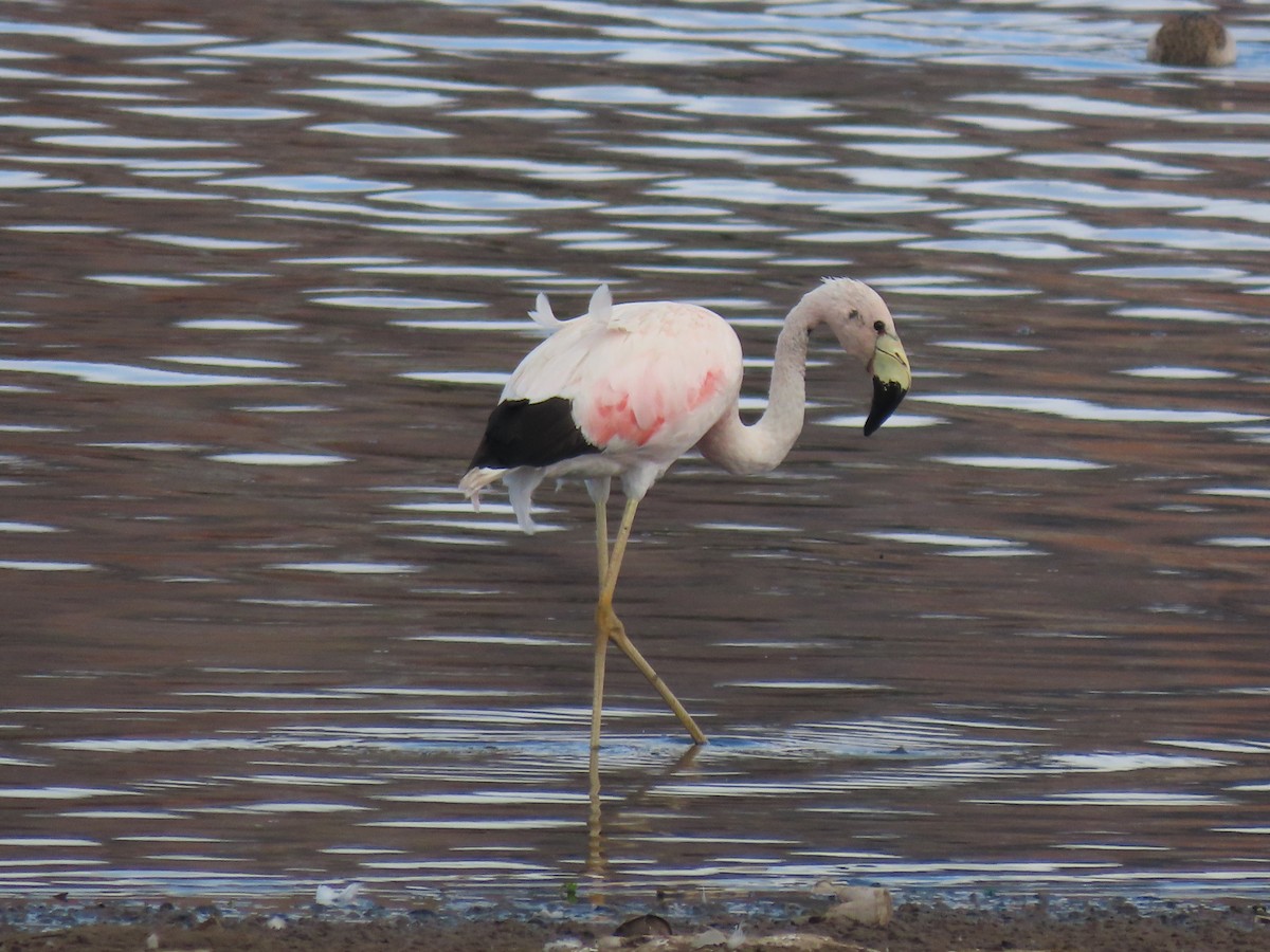 Andean Flamingo - ML527622851