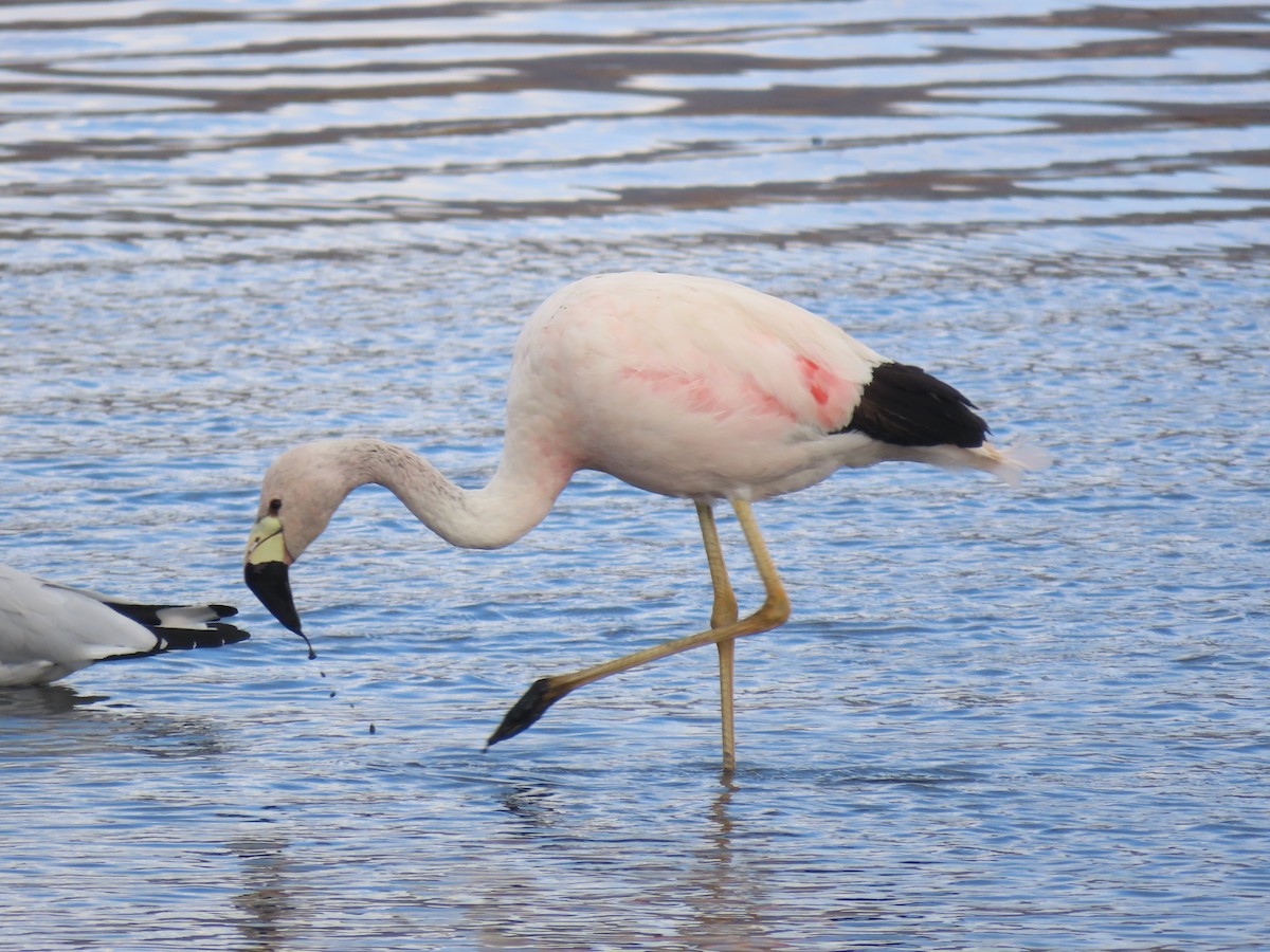 Andean Flamingo - ML527622941
