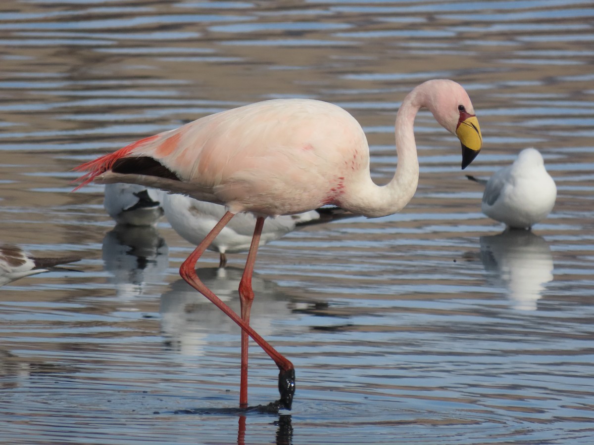 Flamant de James - ML527624031