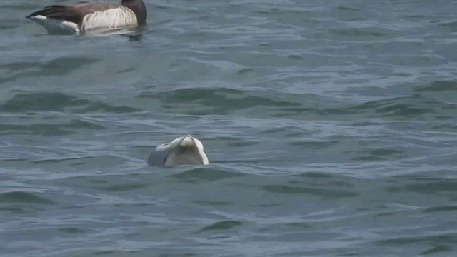 Gaviota Groenlandesa (kumlieni/glaucoides) - ML527624181