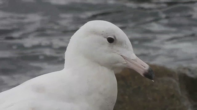 Мөсний цахлай - ML527625291
