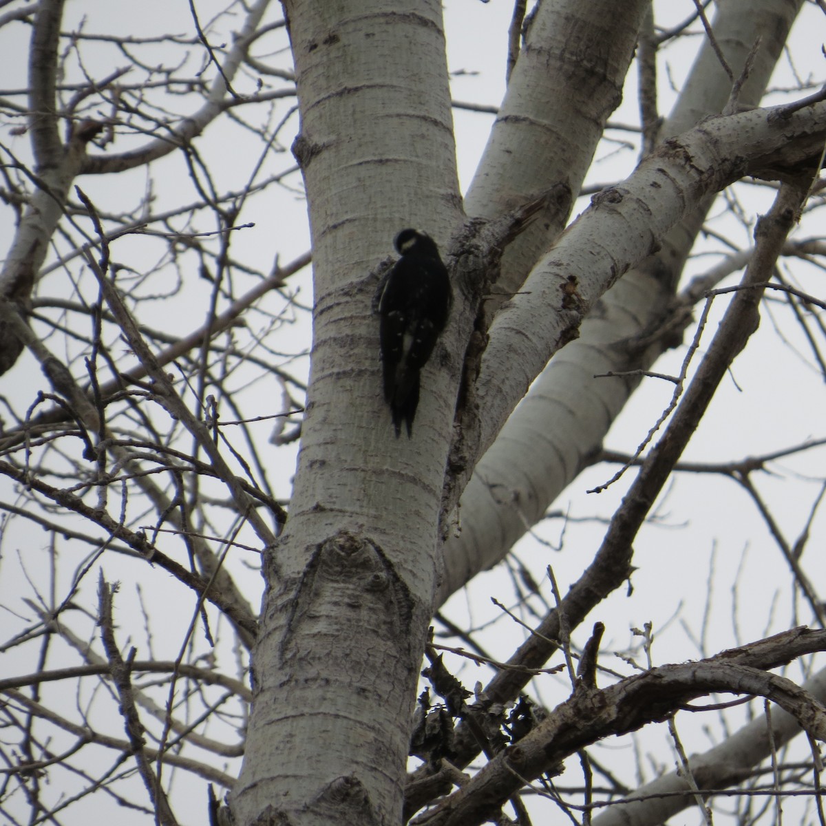 Williamson's Sapsucker - ML527627081