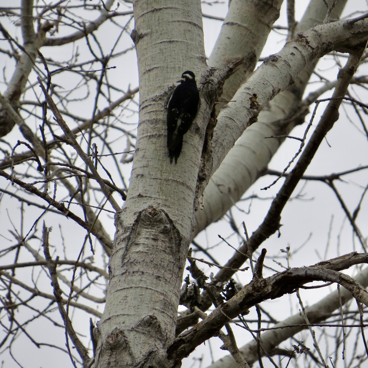 Williamson's Sapsucker - ML527627091