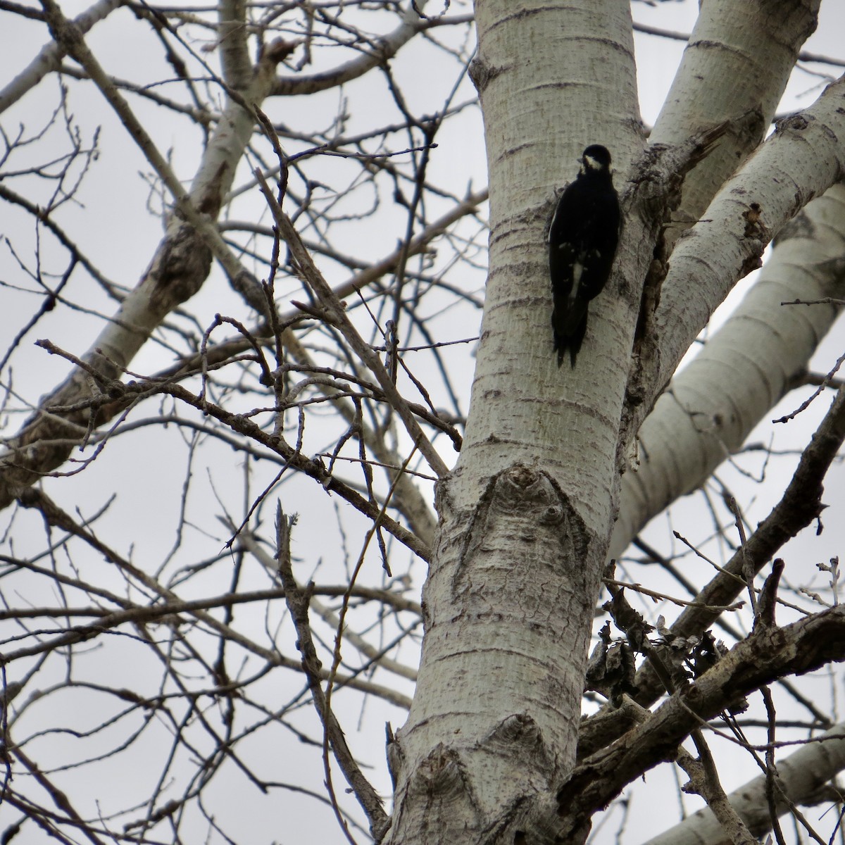 Williamson's Sapsucker - Cathy Theisen